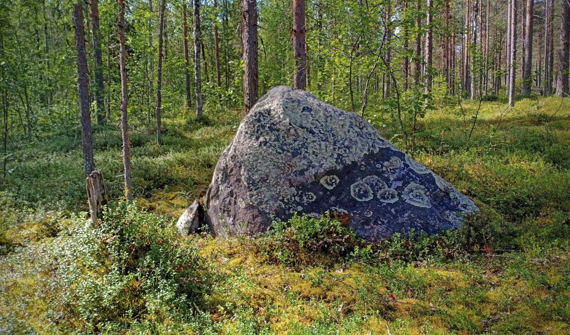 En undersökning, som genomförts av IVL Svenska miljöinstitutet, visar att det finns förhöjda halter av bland annat krom och arsenik i mossa i Sverige. Foto: Bilbo Lantto