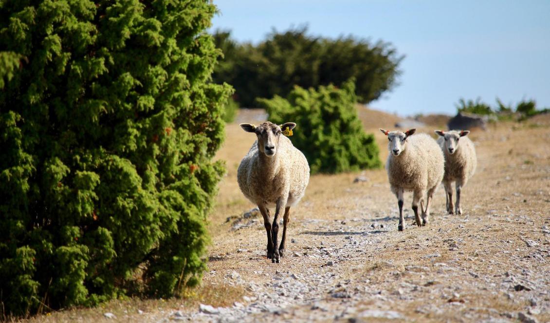Antalet får har återigen ökat på Sveriges jordbruksföretag. Foto: Susanne W. Lamm