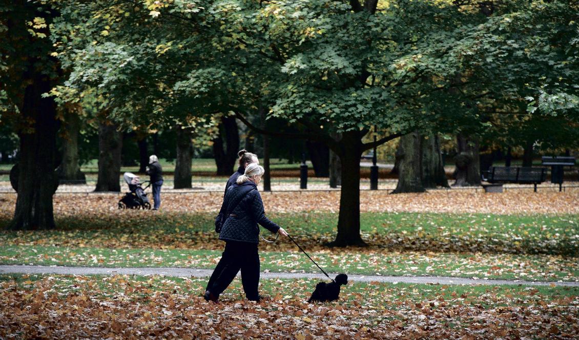 En vanlig promenad gör mycket mer nytta än vad många tror, även om man går relativt sakta. Foto: Peter Morlor