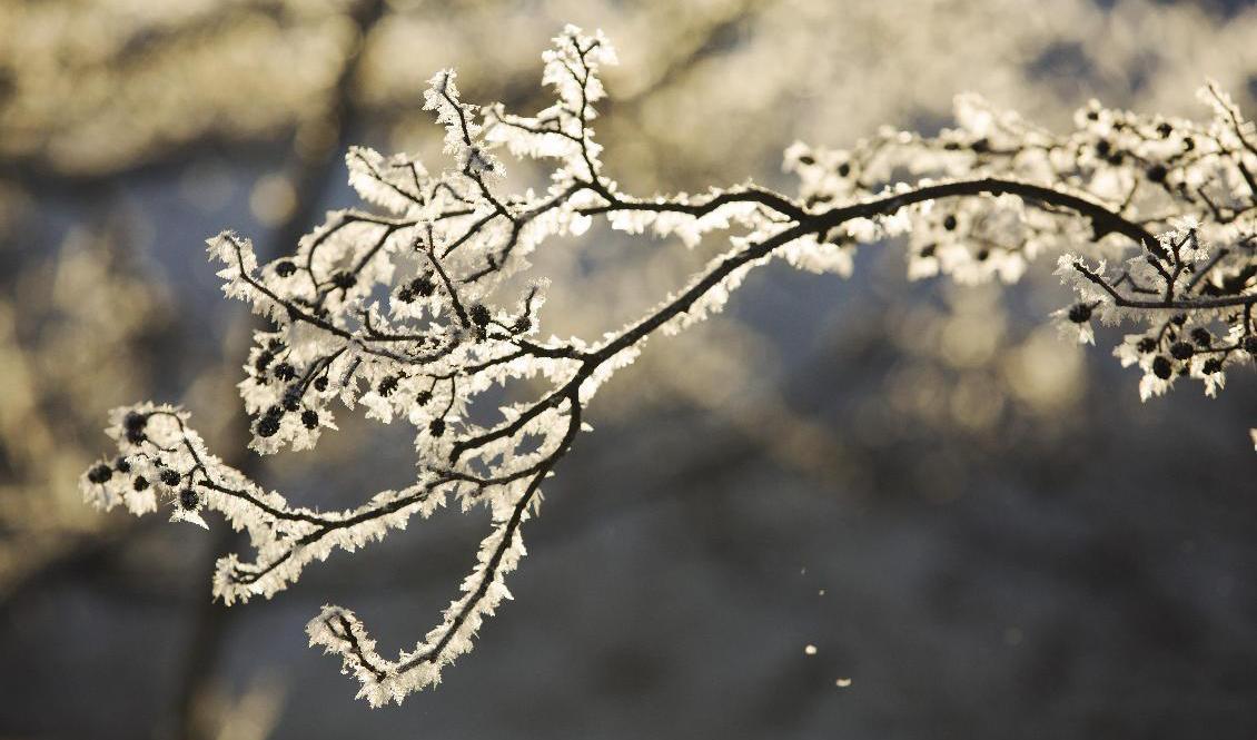 Det blir minusgrader i stora delar av landet även under nästa vecka. Arkivbild. Foto: Martina Holmberg / TT
