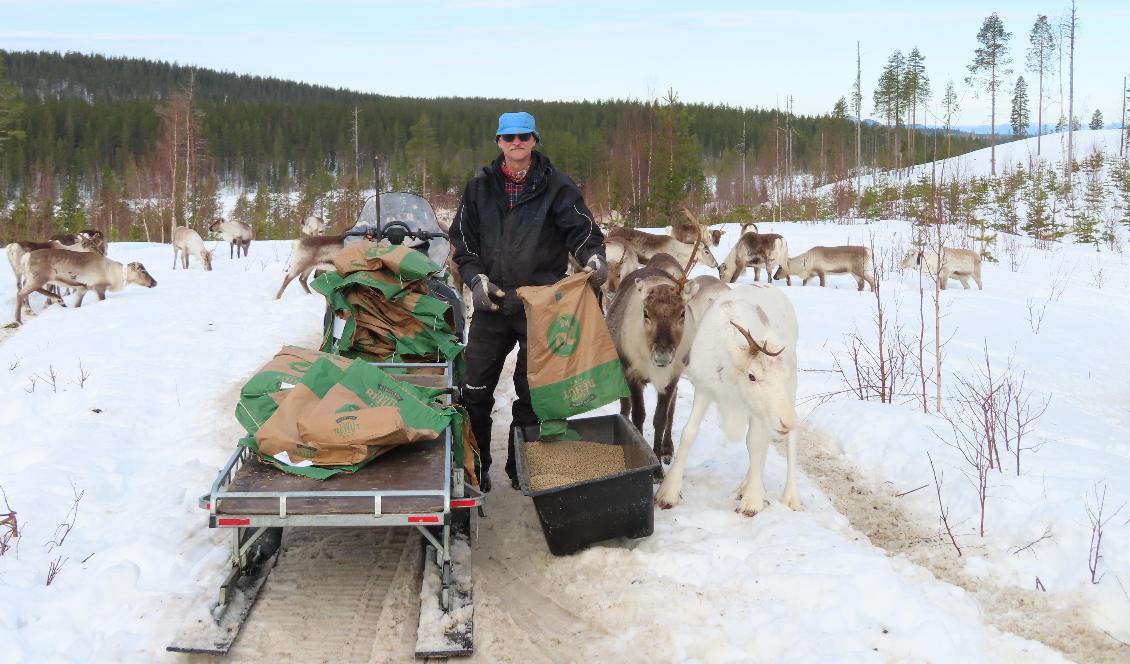 





På grund av brist på hänglav behöver Jan Rannerud, ordförande i Sametingets rennäringsnämnd, stödutfodra sina renar. Foto: Susanne Malm                                                                                                                                                                                                                                                                        