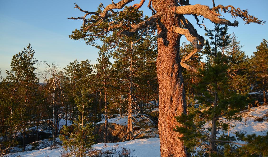 






Starrbergets naturreservat i Vännäs kommun domineras av gammal granskog. Här finns även 200–400 år gamla tallar. Vännäs den 14 november 2021. Foto: Eva Sagerfors                                                                                                                                                                                                                                                                                                                    