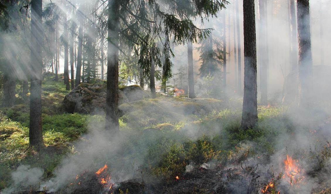 
Forskare vid Lunds universitet varnar för att fler skogsbränder väntar i framtiden. Foto: Pixabay                                            