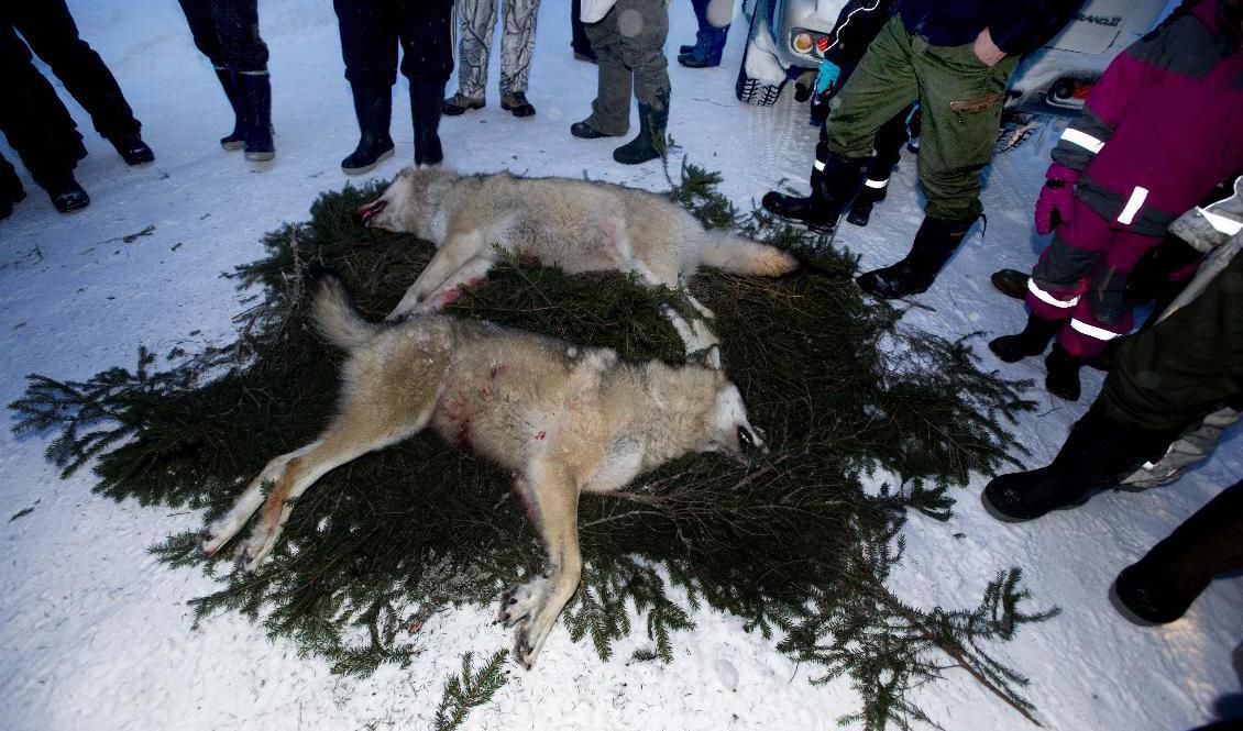 19 av de 27 vargar som får skjutas i årets licensjakt är nu fällda. Arkivbild.Foto:  Lars Pehrson/SvD/TT