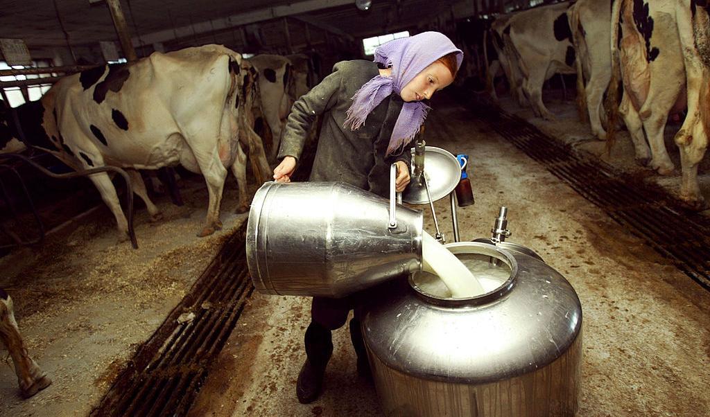 En flicka häller mjölk efter mjölkningen, en bild av amish-livet i Pennsylvania. Foto: Chris Hondros/Getty images.