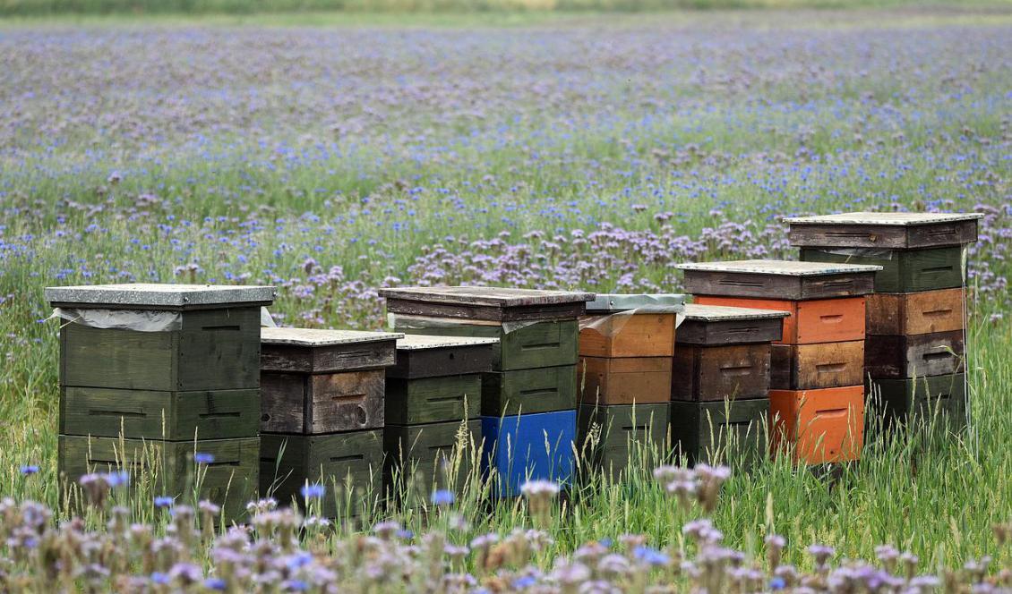 

En tredjedel av de svenska arterna av vildbin är rödlistade samtidigt som biodlingarna med tama honungsbin blir allt fler.  Nu tittar forskare på hur de bäst ska kunna samexistera i framtiden. Foto; Pixabay:                                                                                        