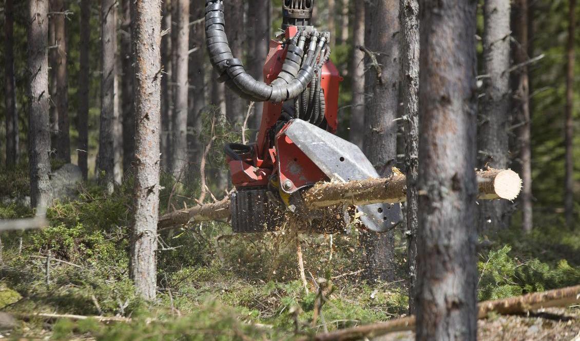 
Skogsstyrelsen gick förra veckan ut med nya direktiv till skogsägare som vill avverka. Arkivbild. Foto: Johan Gunséus/TT                                            