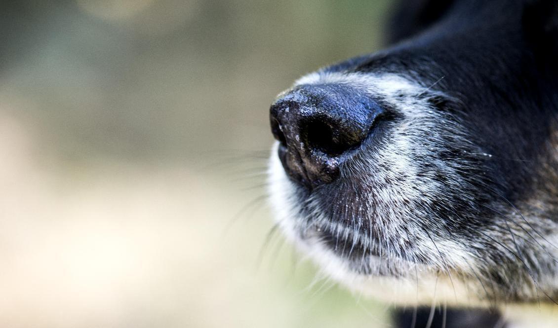 Förvaltningsrätten underkänner beslutet att låta avliva 14 hundar. Hunden på bilden har ingen koppling till rättsfallet. Arkivbild. Foto: Pontus Lundahl/TT
