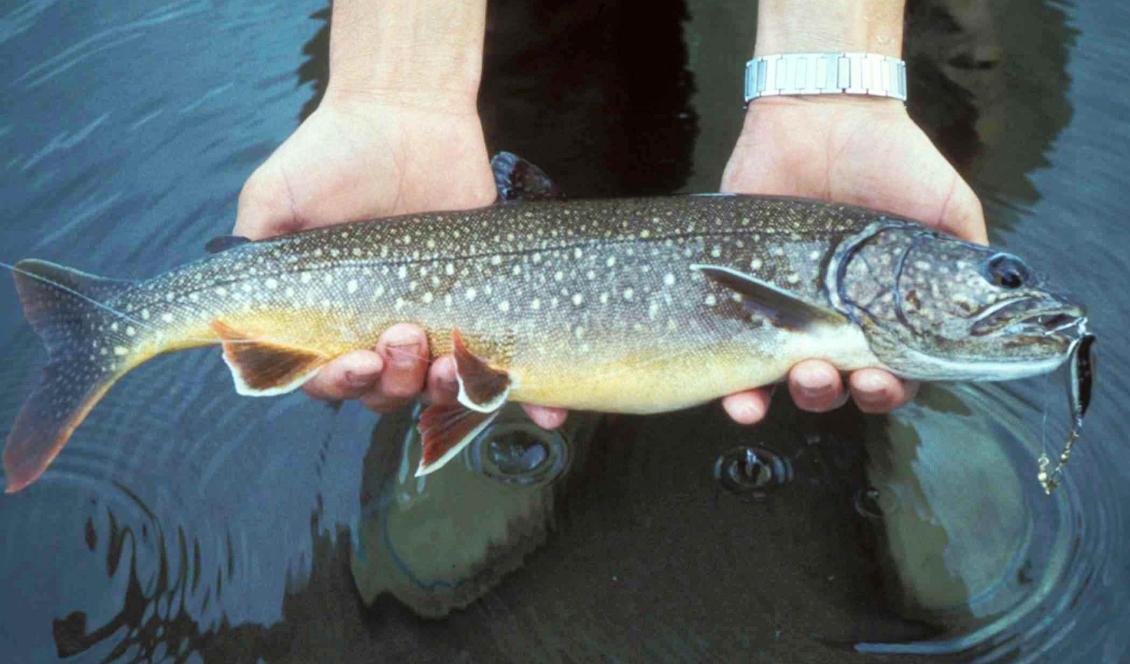 Provtagningar på röding i Vättern har visat förhöjda halter av PFOS, ett av de fluorerade ämnen som påverkar immunförsvaret, födelsevikt och leverenzymer.
