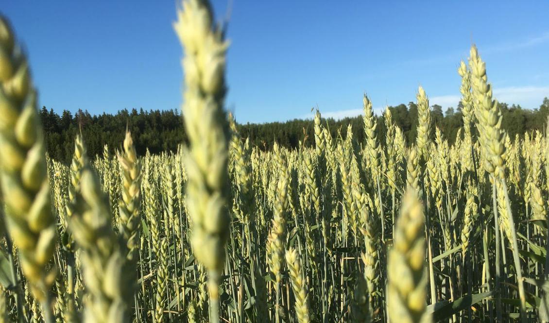 

Forskare vid Agrifood Economics Centre vid Lunds universitet har studerat tidigare forskning om eko-odlingars miljöeffekter. Foto: Susanne W. Lamm                                                                                        