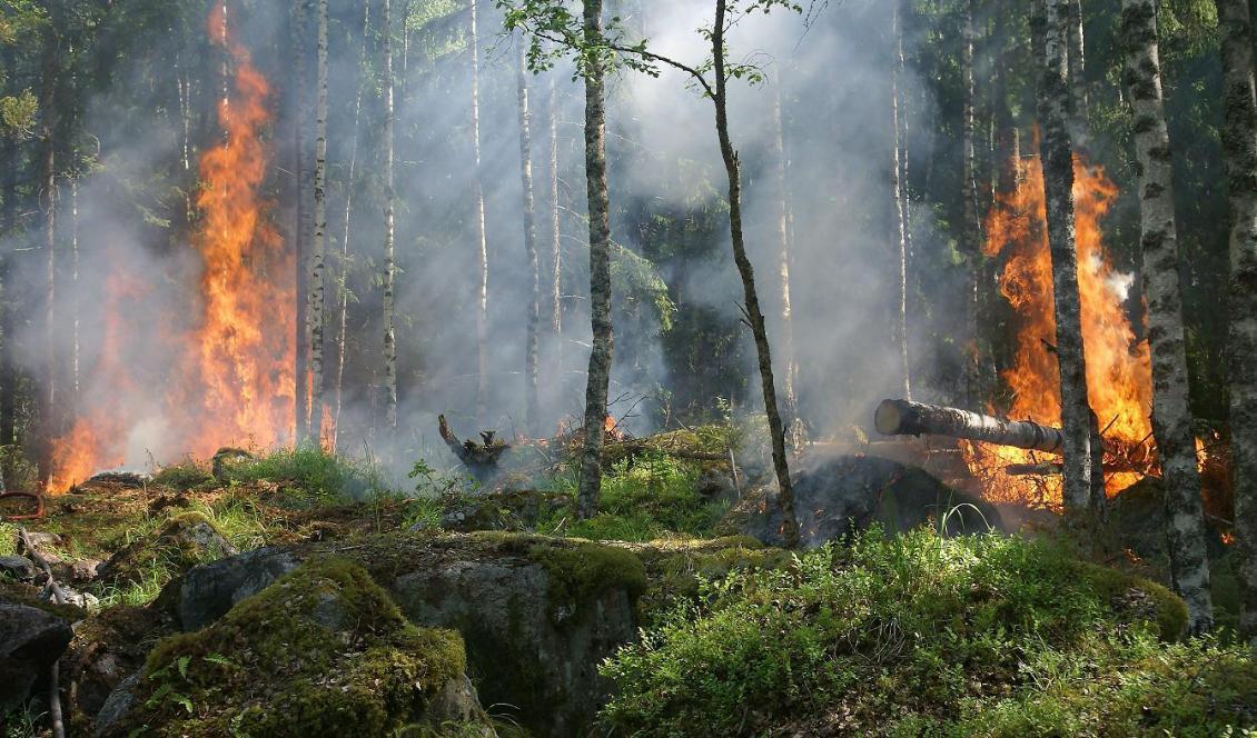 Skogsbränder vållar stora skador. Foto: Ylvers/Pixabay