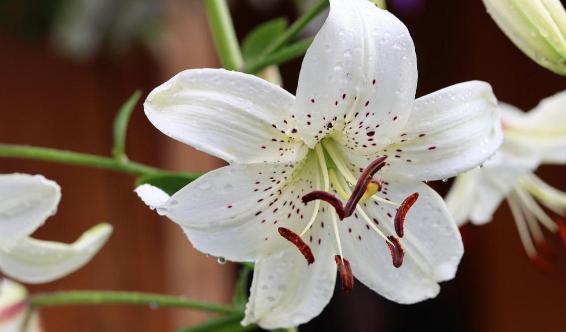 Den vita liljan är en symbol för renhet.