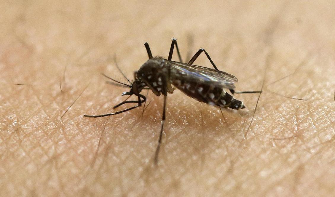 En aedes aegypti-mygga undersöker huden på en människa. Arkivbild. Foto: Andre Penner/AP/TT