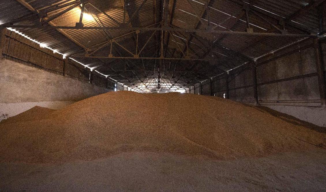 Ett vetelager i Lvivregionen i västra Ukraina i slutet av mars. Ukraina exporterar normalt stora mängder spannmål. Foto: Nariman El-Mofty/AP/TT