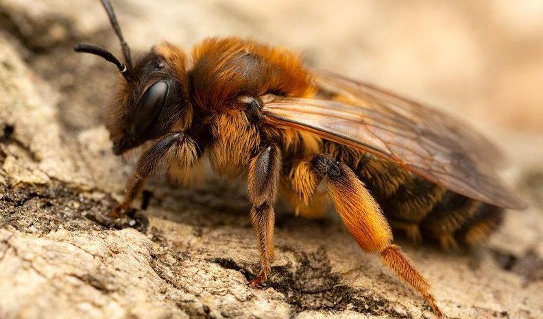 Fältsandbi. Foto: Krister Hall/SLU Artdatabanken