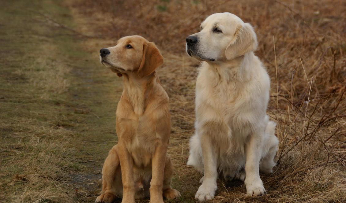 Hundarna på bilden har ingen koppling till artikeln. Foto: Currens