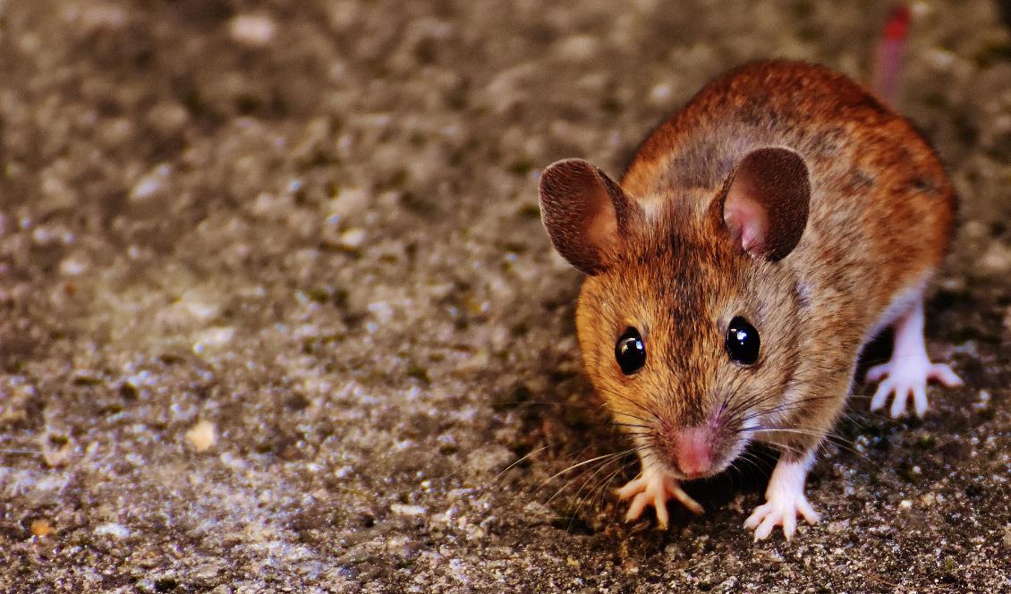 Antalet möss ser ut att ha ökat i norra New South Wales i Australien. Foto: Pixabay