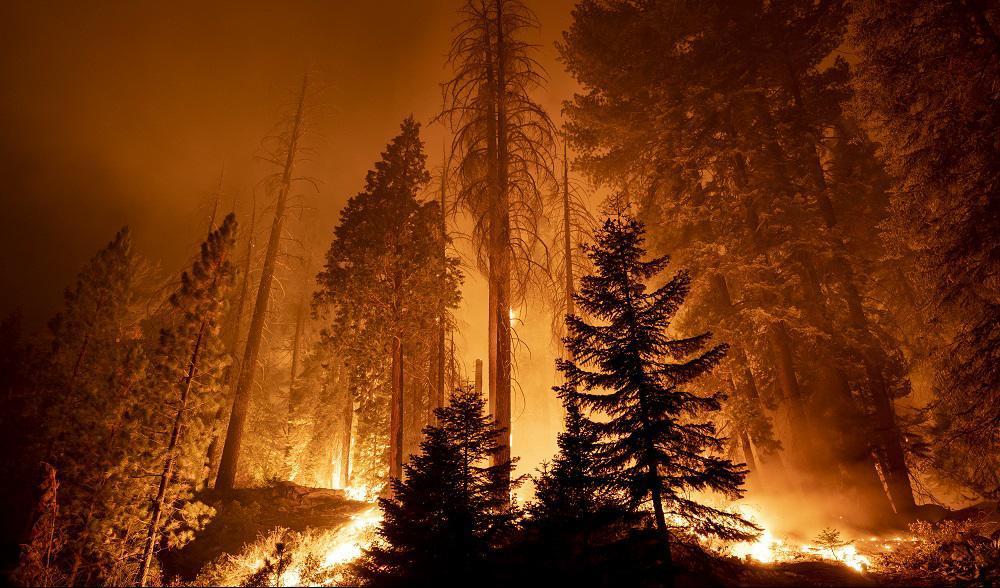 Brandrisken är hög i de torra markerna just nu. På flera håll har det rasat skogsbränder. Foto: David McNew/Getty Images