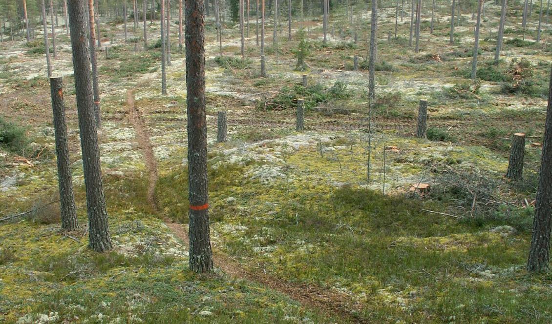 
På bilden syns en rund upphöjning, som är ett exempel på hur spår av kolbotten kan se ut i skogen. Foto: Jan Bengtsson/Skogsstyrelsen                                            