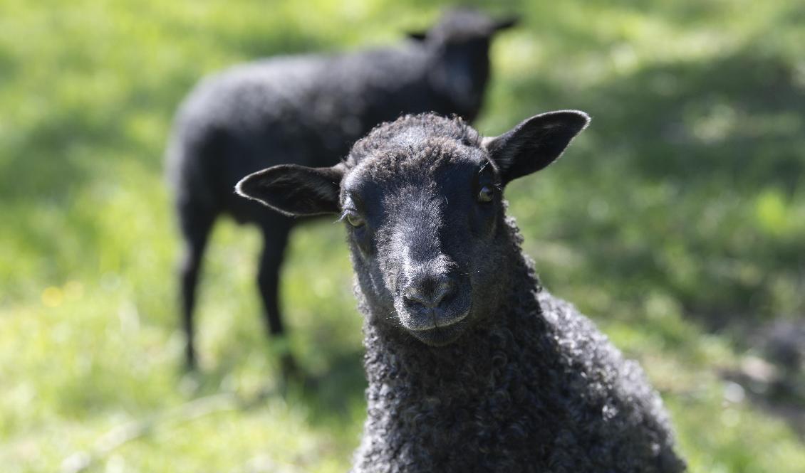 Nya Zeeland kan bli först i världen med skatt på rapar från får och andra idisslare. Arkivbild. Foto: Fredrik Sandberg/TT