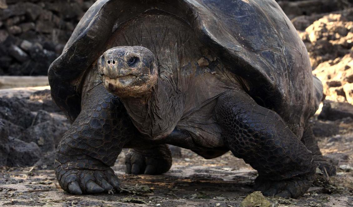 En jättesköldpadda på promenad i en nationalpark på Galápagosöarna, dock av en annan art än den nu påträffade. Arkivbild. Foto: Dolores Ochoa/AP/TT