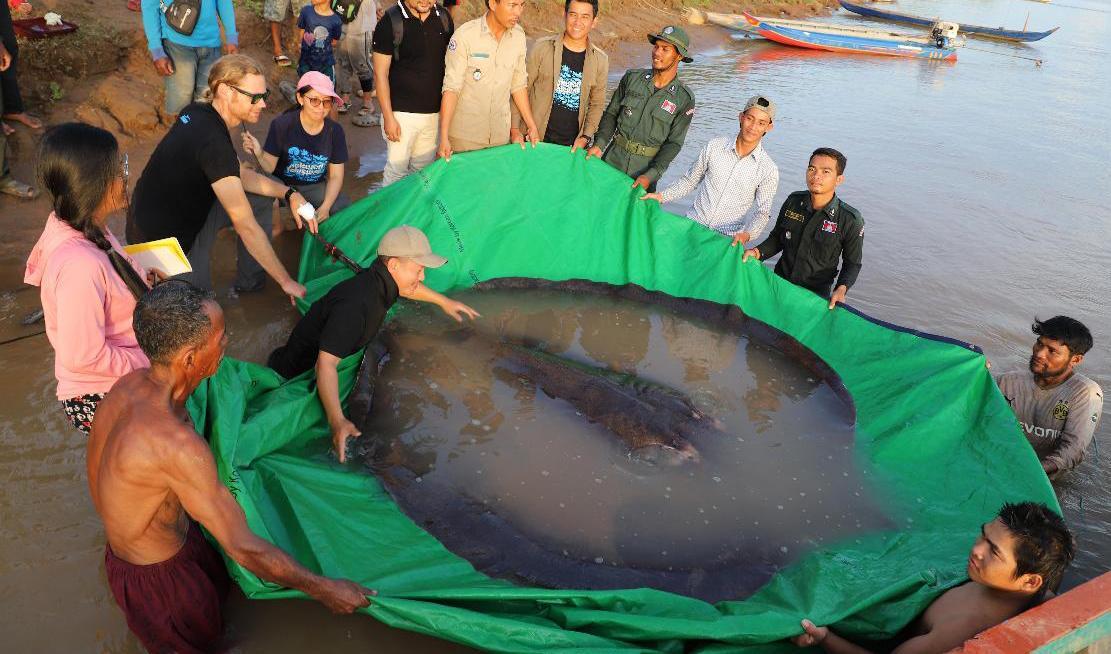 Kambodjanska och amerikanska forskare släpper tillbaka den 300 kilo tunga rockan i vattnet.  Foto: Chhut Chheana/AP/TT