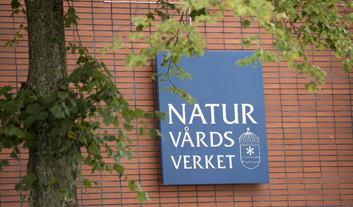 Naturvårdsverket varnar för invasiva arter i landets trädgårdar. Arkivbild. Foto: Maja Suslin/TT