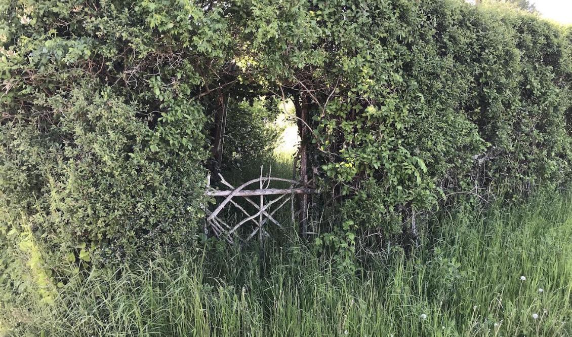 De stora buskarna hindrar nästan all insyn, men den vildvuxna trädgården väcker både tankar och känslor från barndomens lekar. Foto: Anton Nilsson