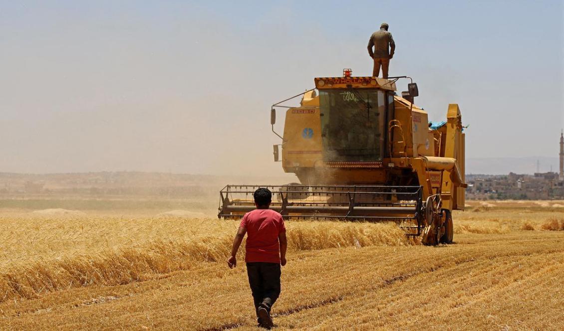 
Syriska bönder skördar ett vetefält i Idlib-provinsen. Syrien är ett av länderna som FN bedömer hotas av livsmedelsosäkerhet. Foto: Mohammed Al-Rifai/AFP via Getty Images                                            