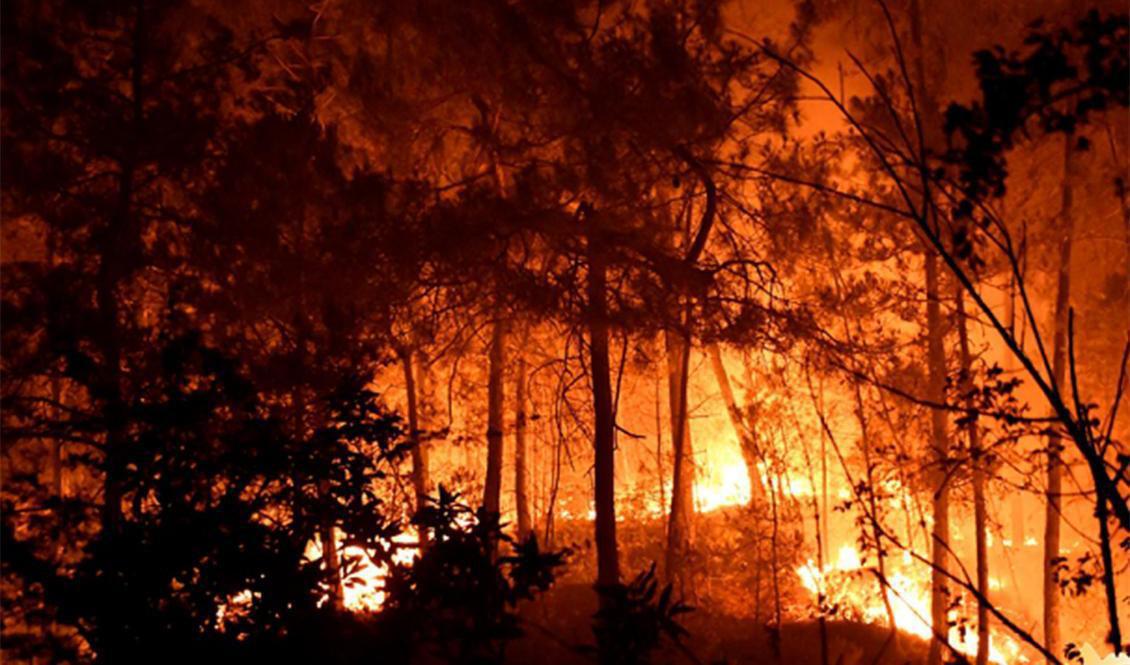 Det brinner rejält i skogsområdena invid orten Bordezac i departementet Gard i sydöstra Frankrike. Foto: Räddningstjänsten i Frankrike/AP/TT