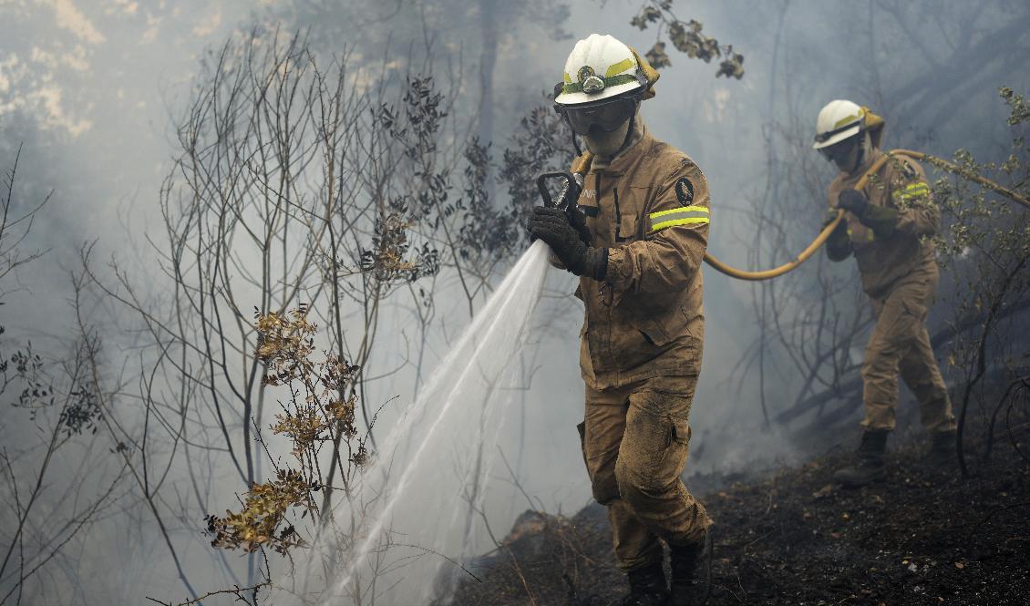 Tusentals brandmän i Portugal bekämpar bränderna. Foto: Armando Franca/AP/TT