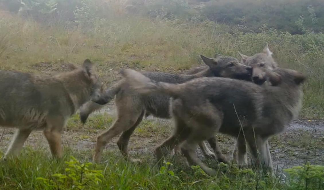 Vargvalparna från Brängenreviret. Bilden togs med Länsstyrelsens inventeringskamera i slutet av juli 2021. Foto: Länsstyrelsen