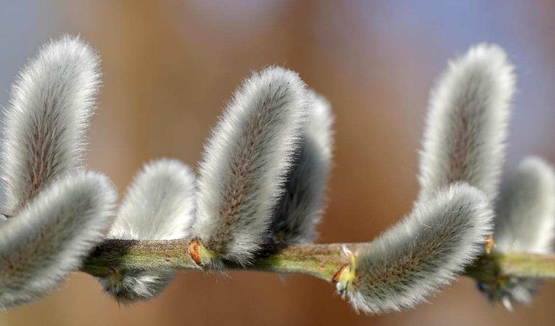 Studien har författats av forskningsassistenten Tommy Landberg och docenten Maria Greger på Institutionen för ekologi, miljö och botanik vid Stockholms universitet. Studien publicerades i den vetenskapliga tidskriften Sustainability den 11 juli.