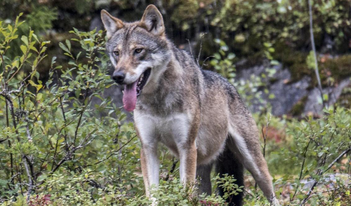 Fårägare på tre platser i Skåne har rapporterat in vargangrepp ungefär samtidigt. Det rör sig troligen inte om samma varg. Arkivbild: Paul Kleiven/NTB/TT