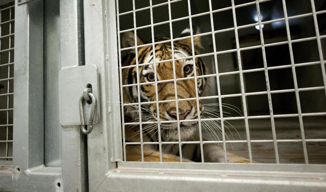 
En sibirisk tiger, Amurtigrar, i en bur på en annan djurpark. Arkivbild. Foto: Ulf Palm/TT                                            