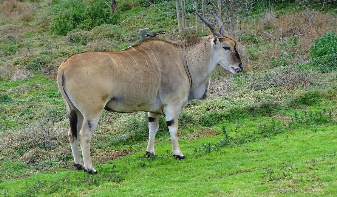 
På bilden syns en eland, också känd som en älgantilop. Foto: Pixabay                                            