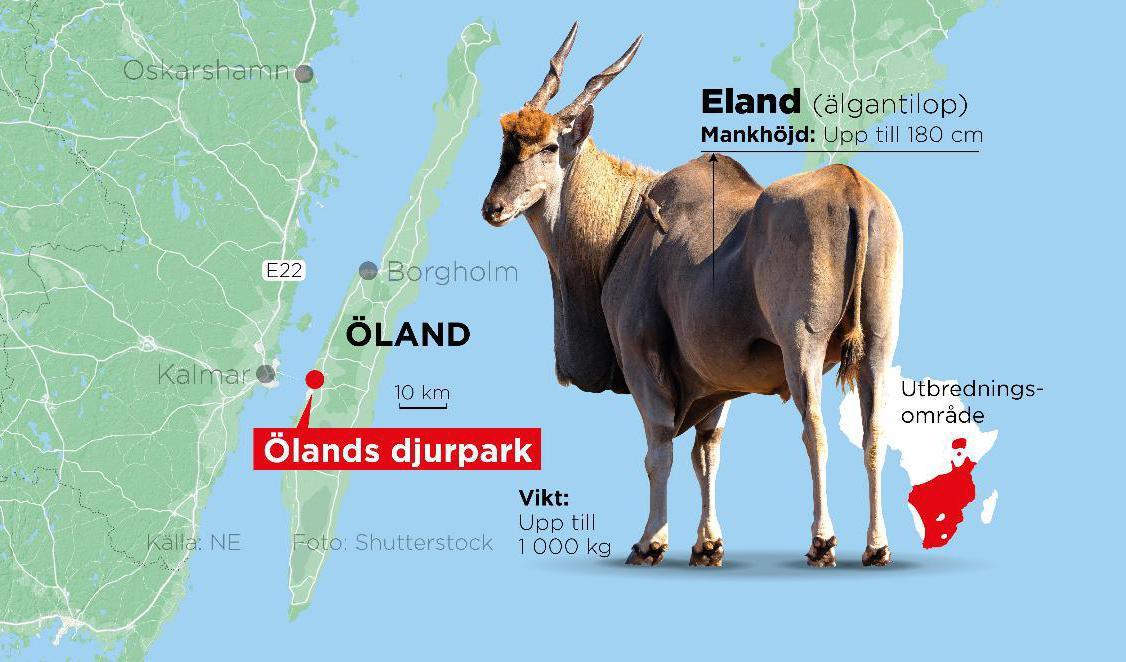 En anställd på Ölands djurpark stångades ihjäl av en elandantilop. Foto: Johan Hallnäs