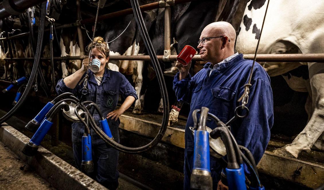 Den tidigare nederländske jordbruksministern Henk Staghouwer besöker en mjölkbonde i Warder den 11 augusti 2022. Foto: Remko de Waal/ANP/AFP via Getty Images