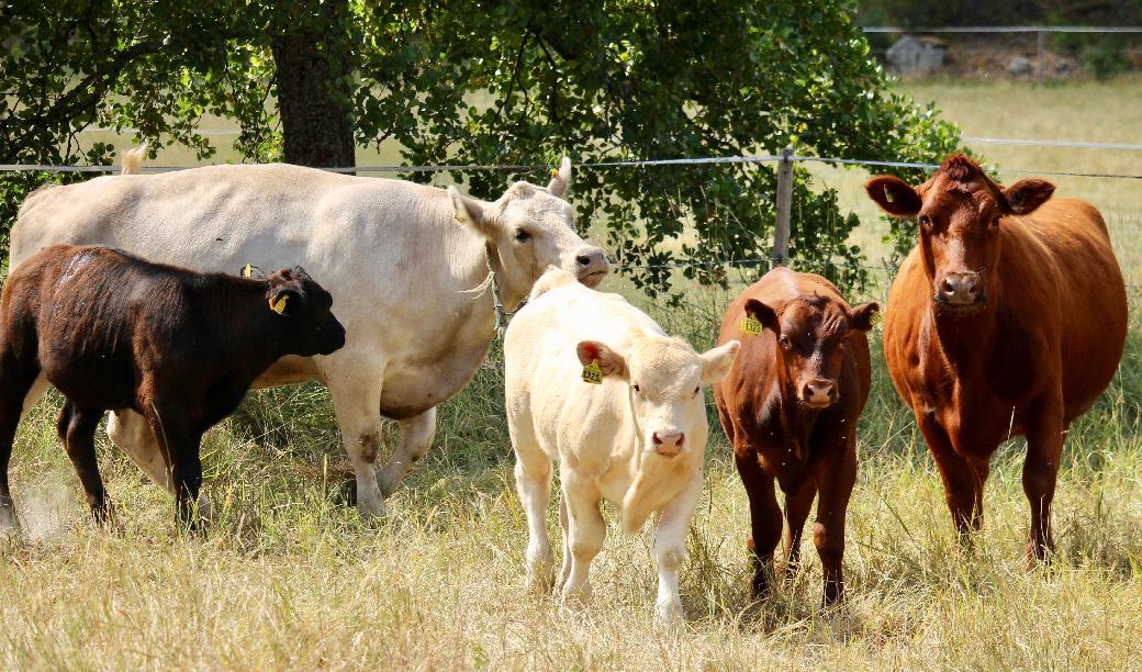 Hur kommer det sig att importerad mat inte har gått upp i pris nämnvärt, när priset på inhemsk producerad mat skutit i höjden, frågar sig Lotta Gröning. Foto Susanne W. Lamm