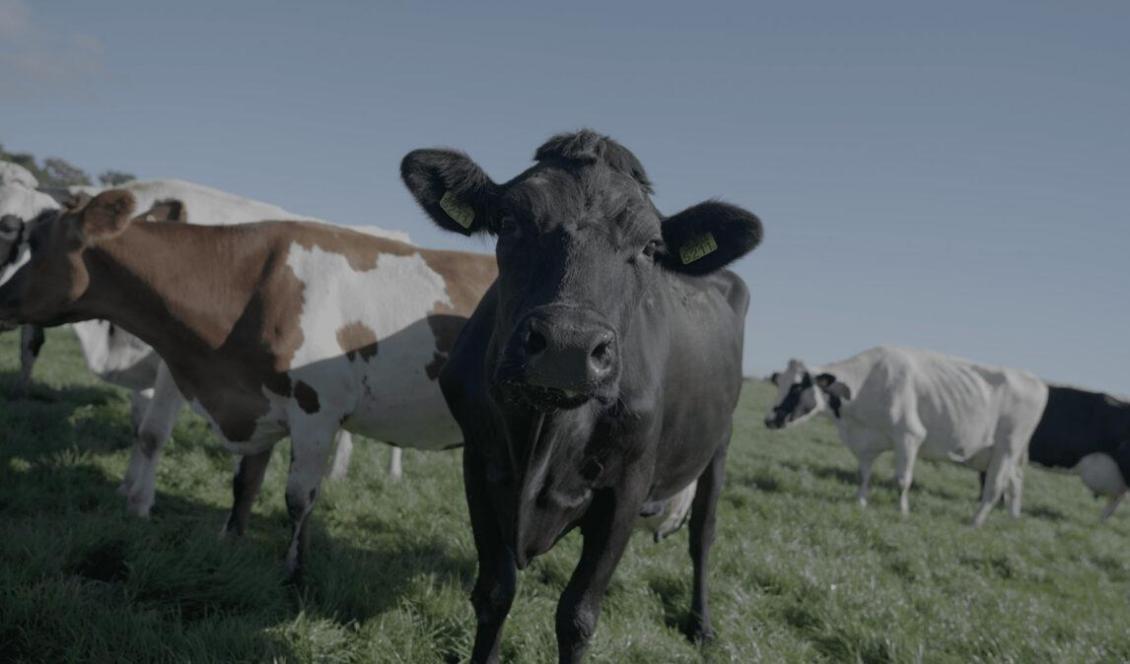 Nederländska kor på en gård som tilhör RobbinVoorend. Han riskerar att behöva minska 90–95 procent av sina boskapsdjur till följd av regeringens planer på att minska kväveutsläppen. Foto: Epoch Times.