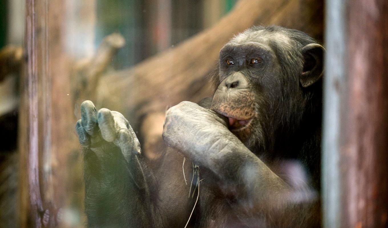 
Schimpanser på rymmen. Arkivbild. Foto: Anders Wiklund / TT /                                            