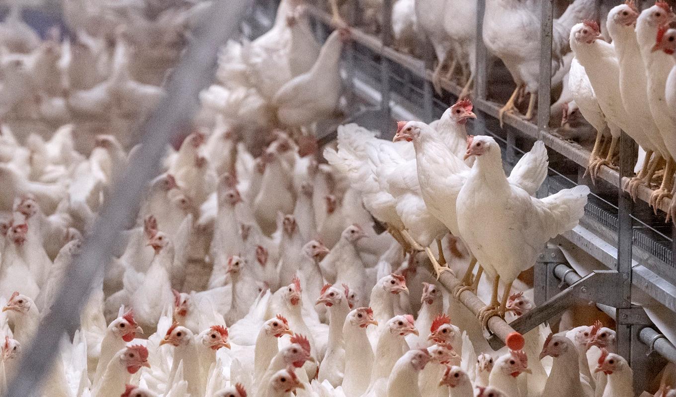 

Aldrig förr har så många fåglar och fjäderfän fått avlivas efter att ha drabbats av fågelinfluensa i Europa. Arkivbild. Foto: Johan Nilsson/TT                                                                                        