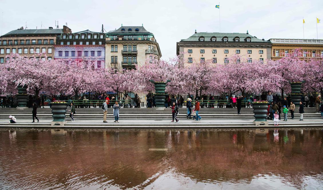 Kungsträdgården i centrala Stockholm. Foto: Jonathan Näckstrand/AFP/Getty Images