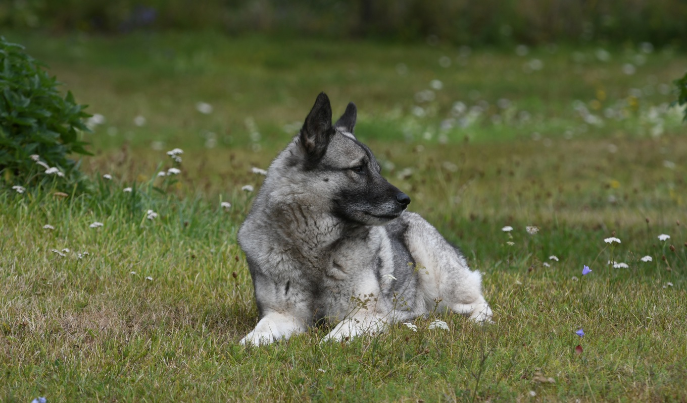 Ägare till hundar med diabetes löper ökad risk att drabbas av typ 2-diabetes. En form som drabbar tikar är ofta kopplad till övervikt och förekommer oftare hos några av de svenska jakthundsraserna. Foto: Kenneth Schultze