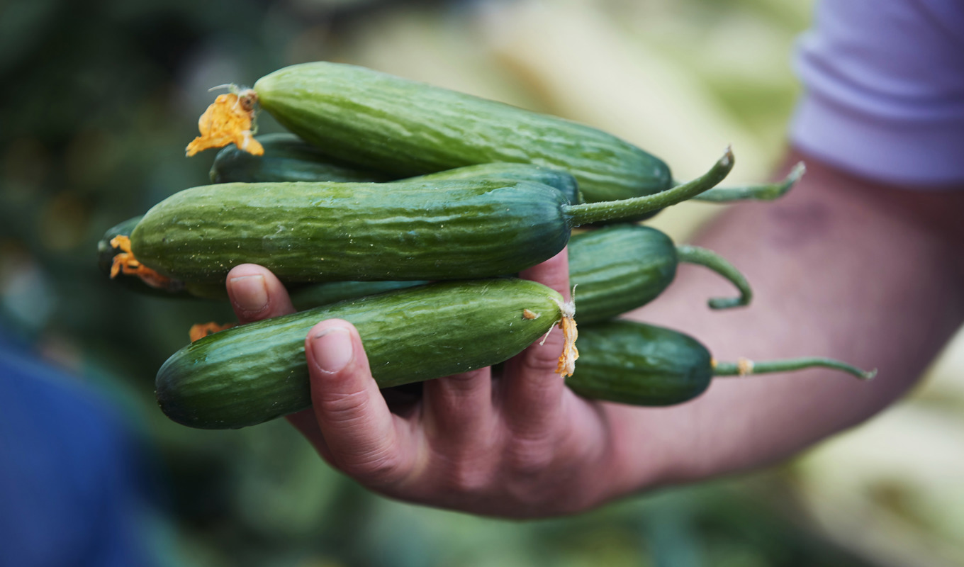 Gurkor redo att läggas in. Arkivfoto. Foto: Andreas Hillergren/TT