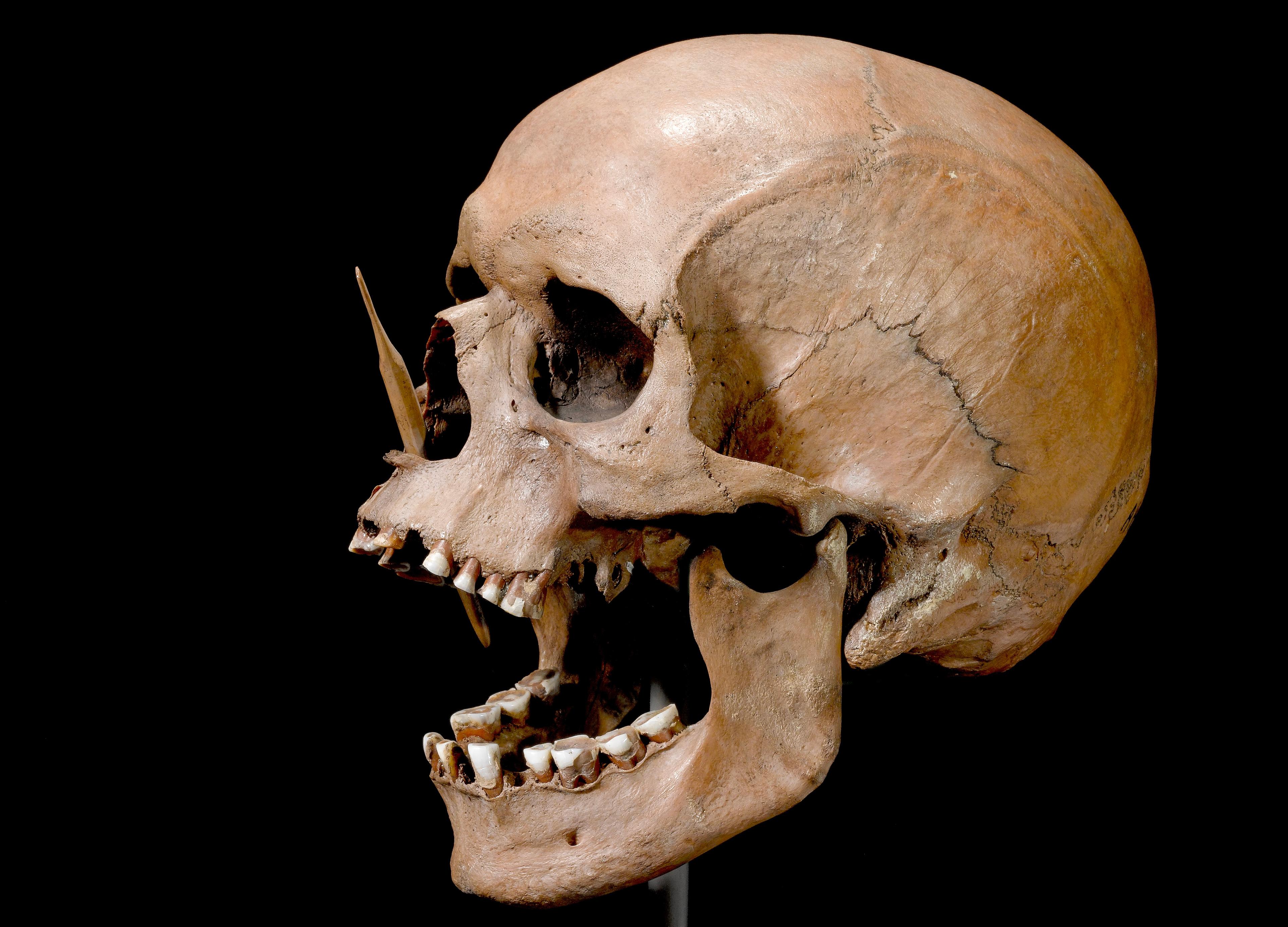Porsmosemannen hittades 1947 i en torvmosse på södra Själland i Danmark. Skelettet är från en man i 35–40-årsåldern och är cirka 5 500 år gammalt. Mannen har dödats av två pilar med spetsar av ben. Foto: Nationalmuseet i Köpenhamn