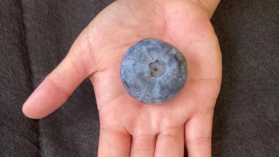 Världens största blåbär mäter nästan fyra centimeter i diameter och väger över 20 gram. Pressbild. Foto: Costa Group