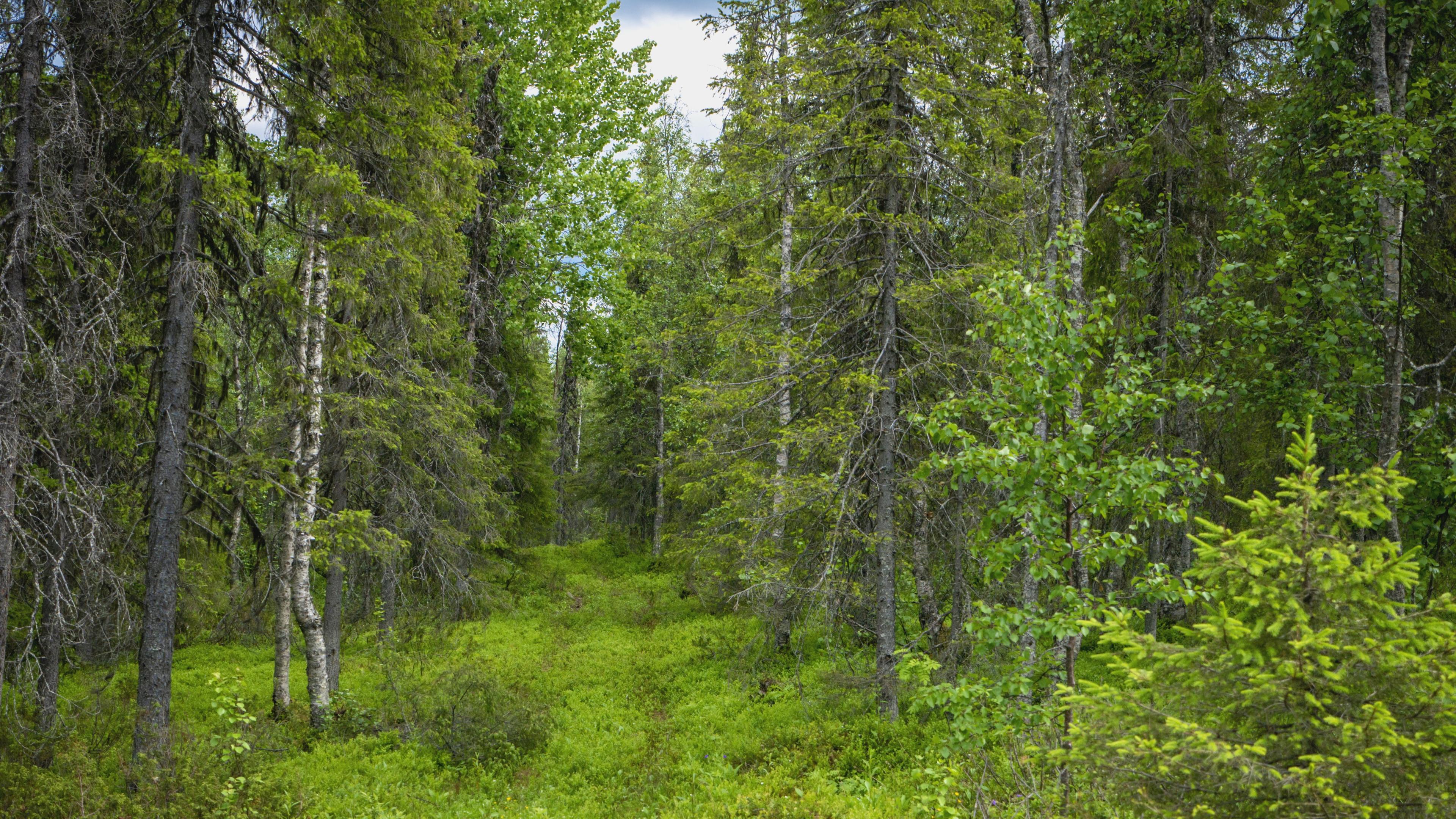 Konsekvenserna av dagens skogsbruk är förödande för svensk natur. De tidigare självklara hänsynen finns inte längre, menar artikelförfattaren. Foto: Bilbo Lantto