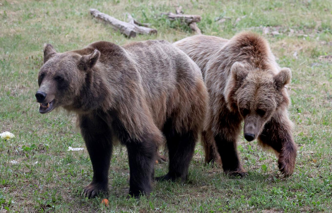 Två helt andra brunbjörnar, i tyska Stuer 2023. Foto: Bernd W'stneck/DPA via AP/TT