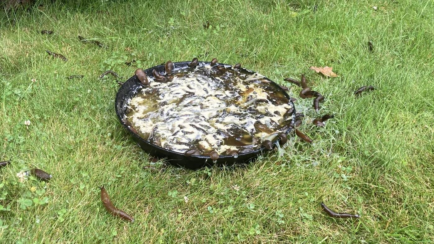 Lenny Lämber och hans fru kan plocka hundratals sniglar varje kväll. Foto: Lenny Lämber